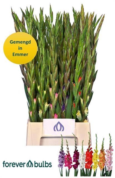 <h4>GLAD KL GLAMINI GEM</h4>