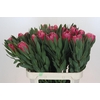 Protea Brenda