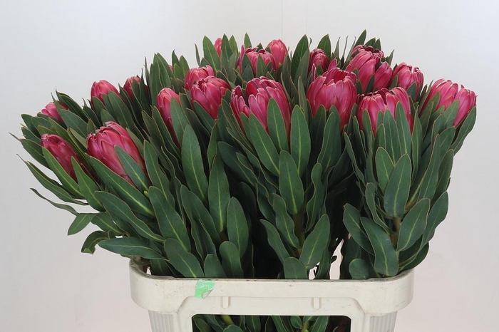 <h4>Protea Brenda</h4>