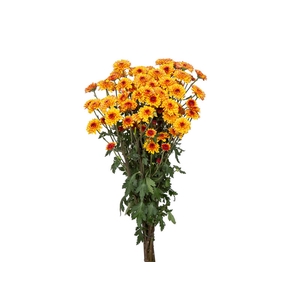 CRISANTEMO SANTINI TORRETO 080 CM