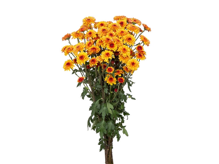 <h4>CRISANTEMO SANTINI TORRETO 080 CM</h4>