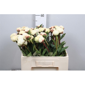 Paeo L Mary Nicholls