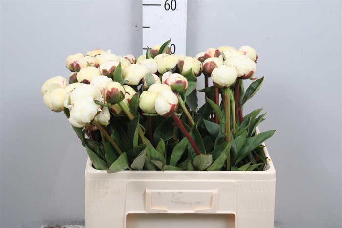 <h4>Paeo L Mary Nicholls</h4>