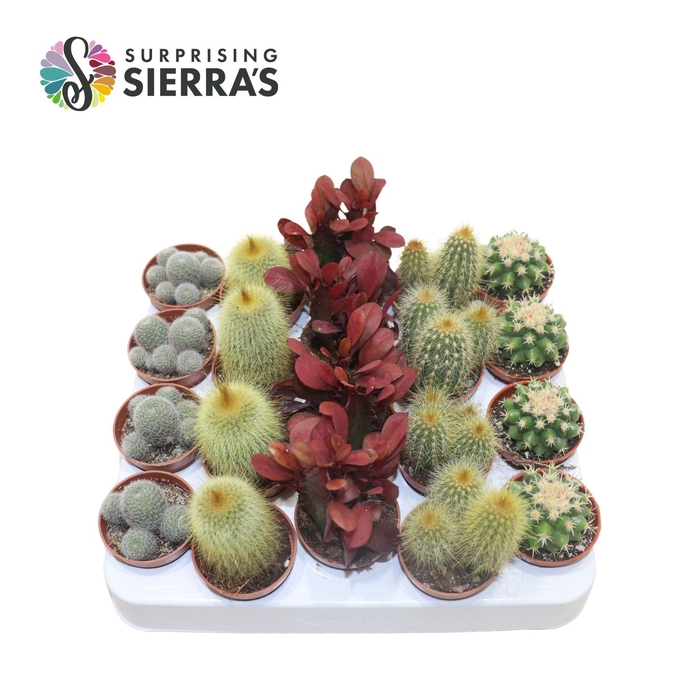 Sierra's® - Santiago Cactus Mix (Deluxe)