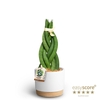 SANSEVIERIA CYLINDRICA P10 WB WHITE BRAID