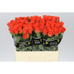 Rosa Gr Patz