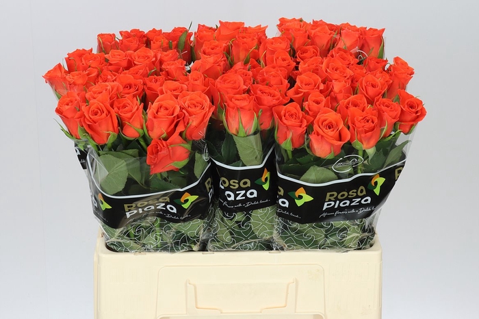 <h4>Rosa Gr Patz</h4>