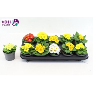 PRIM AC PARADISO GEM