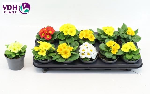 <h4>PRIM AC PARADISO GEM</h4>