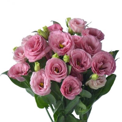 <h4>EUS G ROSI ROSE PINK -RJ-</h4>