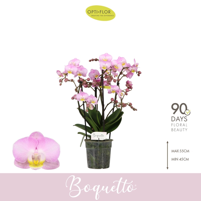 <h4>Boquetto Glossem 3-5 spike</h4>