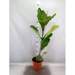 Ficus lyrata