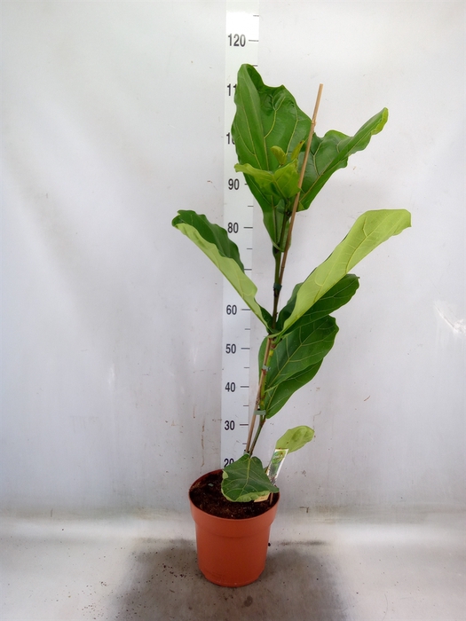 <h4>Ficus lyrata</h4>