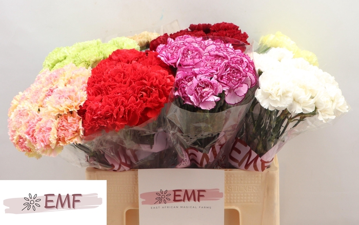 <h4>Di St Gem In Fust</h4>