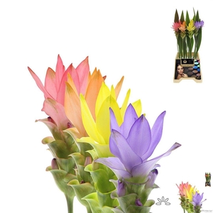 CURC AL SI SH KLB H%