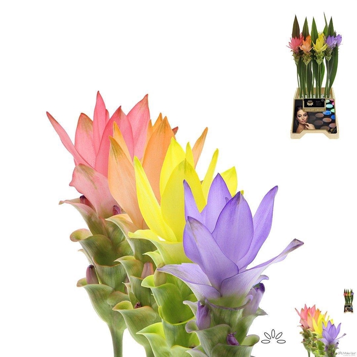 <h4>CURC AL SI SH MAKE UP MIX</h4>