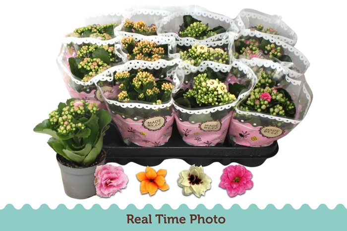 Kal Ge Gem Tweekl Bl