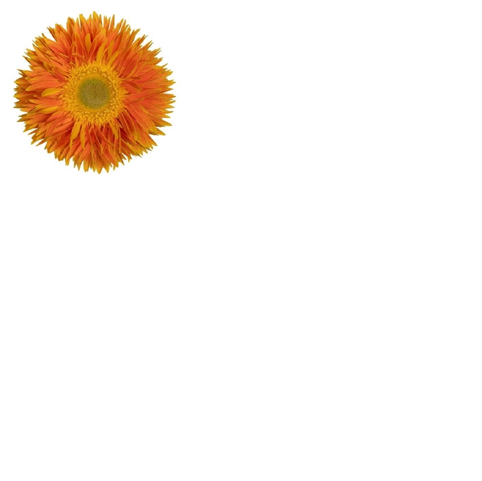 <h4>Gerbera Spider Maui Diamond per kaart</h4>