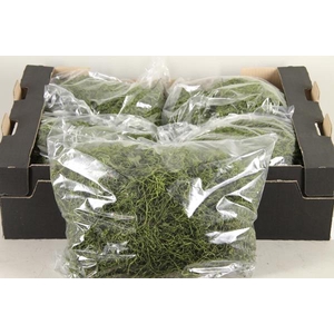 Moss Tillandsia Green 500gr