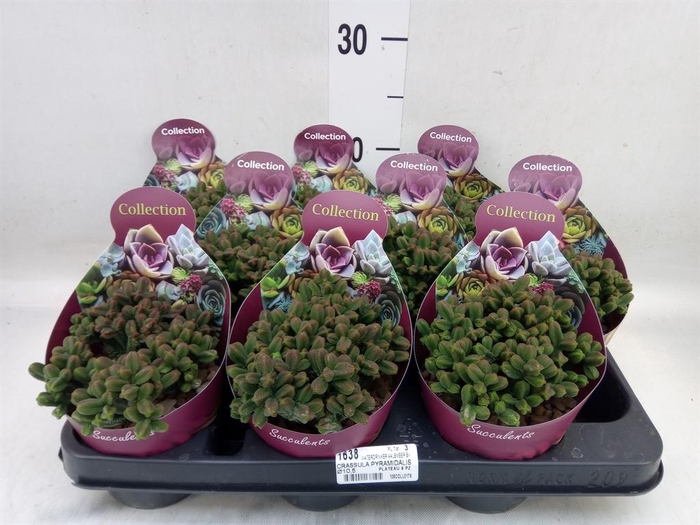 <h4>Crassula   ...</h4>