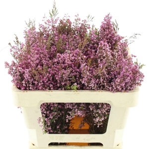 Erica Milanthera