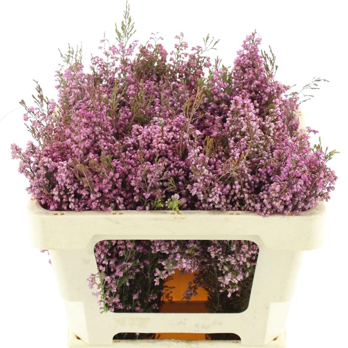 <h4>Erica Milanthera</h4>