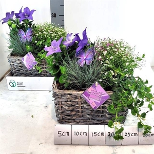 ARR TUINPLANTEN