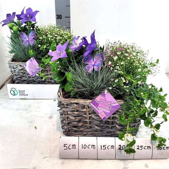 <h4>ARR TUINPLANTEN</h4>
