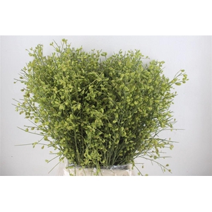 Ginster Berry Green P Bunch