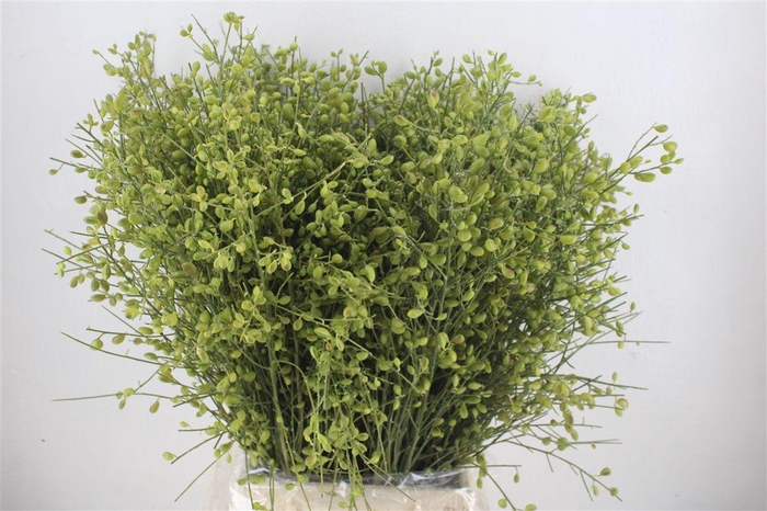 <h4>Ginster Berry Green P Bunch</h4>