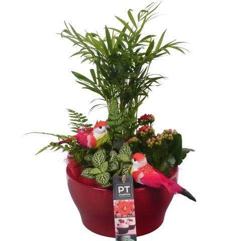 <h4>PTIB6350 Arrangementen kamerplanten</h4>