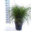 Miscanthus sinensis
