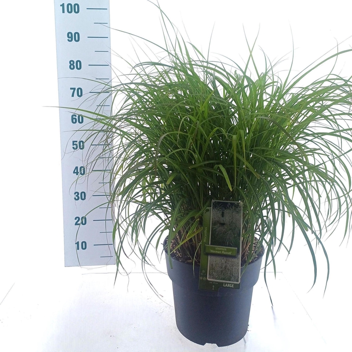 Miscanthus sinensis
