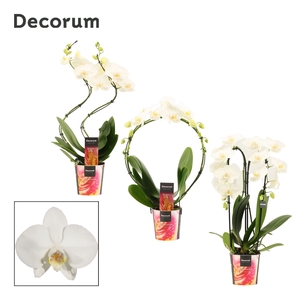 Phalaenopsis vormen mix 2 tak wit (Decorum)