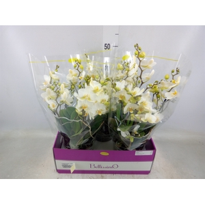 Phalaenopsis multi.   ...white