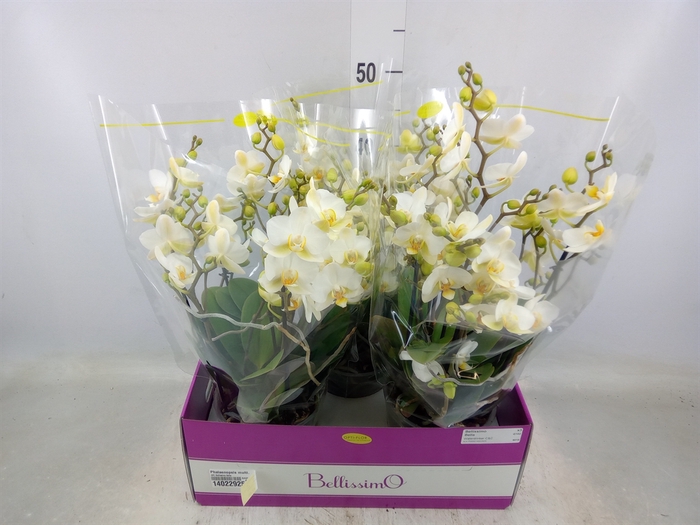 <h4>Phalaenopsis multi.   ...white</h4>