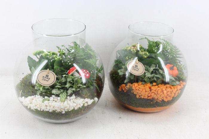 <h4>arr2 PL - Glas bol nek - oranje/wit</h4>