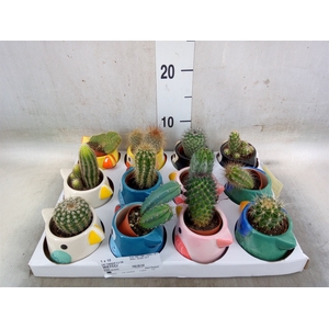 Cactus   ...