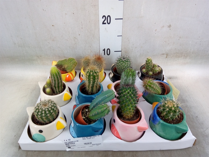 <h4>Cactus   ...</h4>