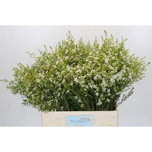 Chamelaucium Ofir