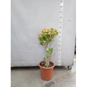 Crassula ovata 'Sunset'