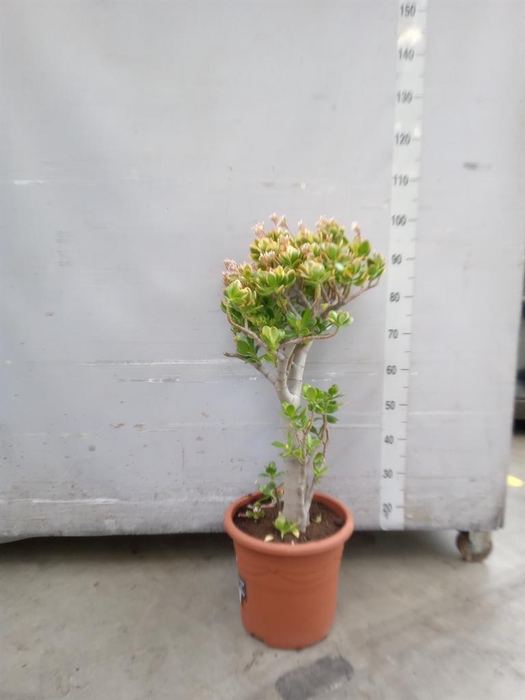 <h4>Crassula ovata 'Sunset'</h4>