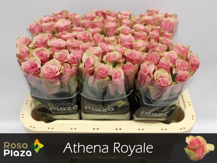 <h4>R GR ATHENA ROYALE</h4>