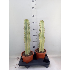 Euphorbia ingens 'Variegata'