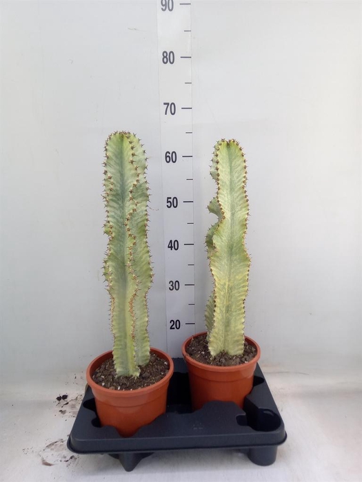 <h4>Euphorbia ingens 'Variegata'</h4>