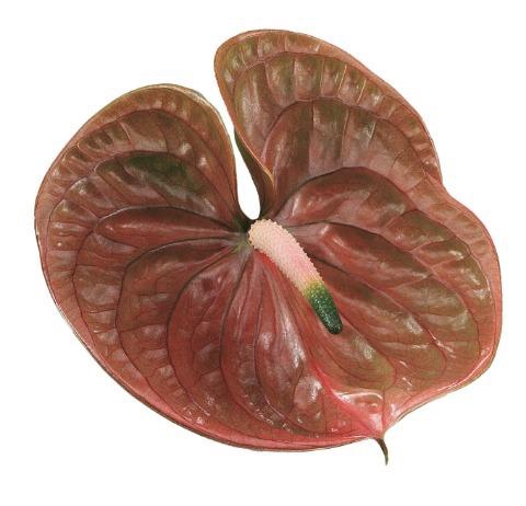 <h4>ANTH A COGNAC 8 690</h4>