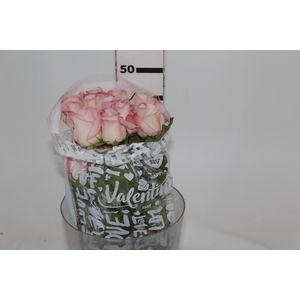 ROSA VANIA 050 CM ESTUFA