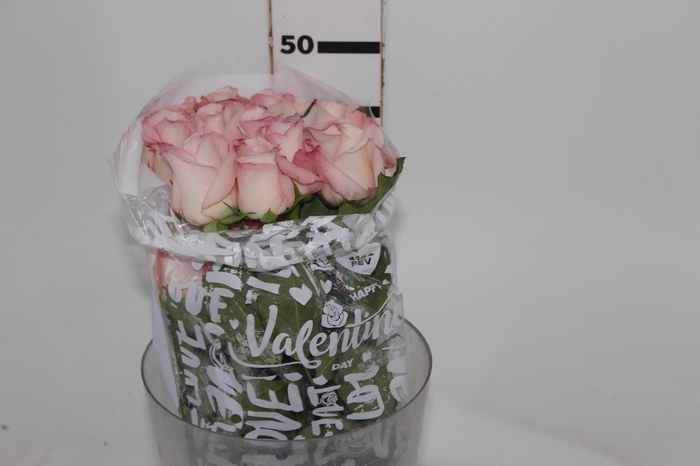 <h4>ROSA VANIA 050 CM ESTUFA</h4>