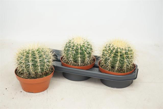Echinocactus Grusonii (Cites) 17Ø 24cm