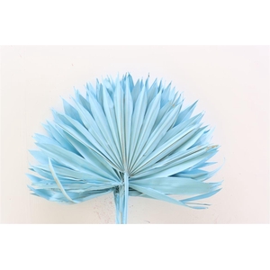 Dried Palm Sun 6pc Light Blue Bunch